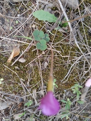 Oxalis eckloniana-nidulans