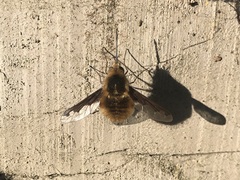 Bombylius major