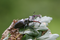 Lucanus cervus cervus