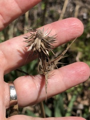 Eryngium yuccifolium