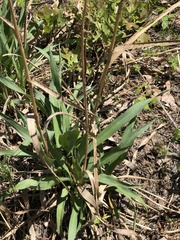 Eryngium yuccifolium