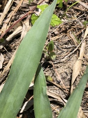Eryngium yuccifolium