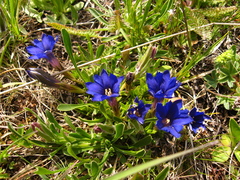 Gentiana dshimilensis