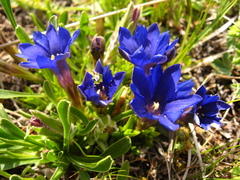 Gentiana dshimilensis