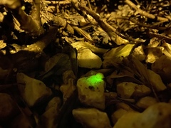 Lamprohiza mulsantii