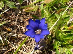 Gentiana dshimilensis