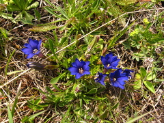 Gentiana dshimilensis