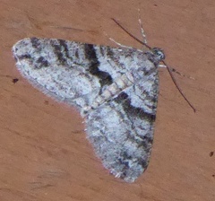 Prionomelia spododea