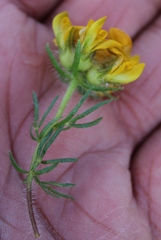 Crotalarieae