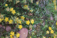 Crotalarieae