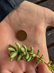 Sedum album