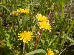 Taraxacum platycarpum