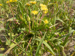 Taraxacum platycarpum