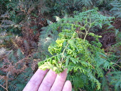 Eriophyes quadrifidus