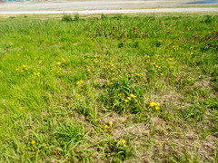 Taraxacum platycarpum