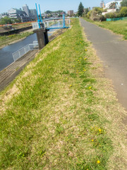 Taraxacum platycarpum