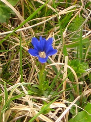 Gentiana dshimilensis
