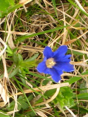 Gentiana dshimilensis