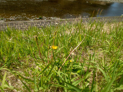 Taraxacum platycarpum
