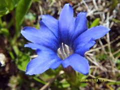 Gentiana dshimilensis