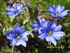 Gentiana dshimilensis