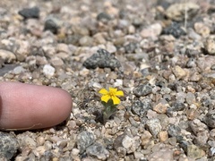 Eriophyllum wallacei
