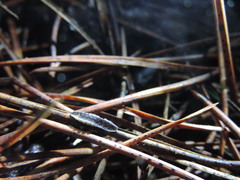 Lamprohiza mulsantii