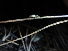 Lamprohiza mulsantii
