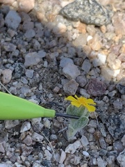 Eriophyllum wallacei