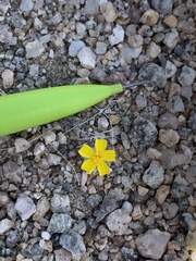 Eriophyllum wallacei
