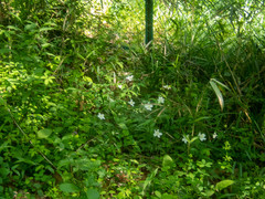 Anemonoides nikoensis