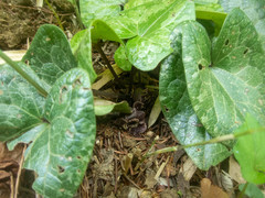 Asarum tamaense