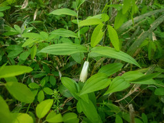 Disporum sessile