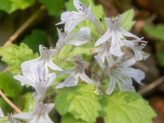 Ajuga nipponensis