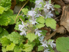 Ajuga nipponensis