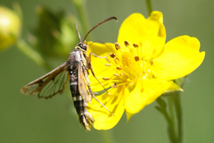 Synanthedon bibionipennis