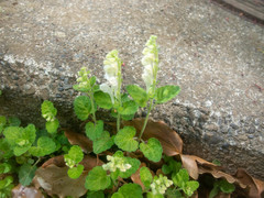 Scutellaria indica