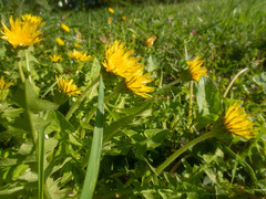 Taraxacum platycarpum