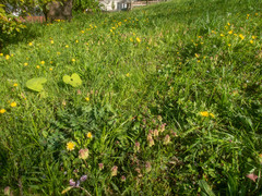 Taraxacum platycarpum