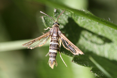 Synanthedon bibionipennis