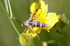 Synanthedon bibionipennis