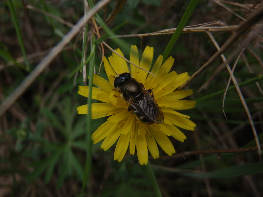 Merodon funestus