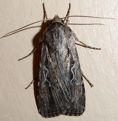 Euxoa atristrigata
