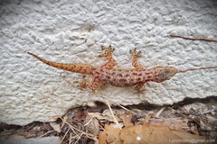 Hemidactylus murrayi
