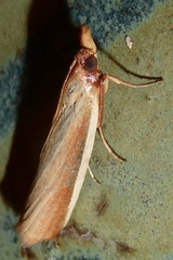 Pima albiplagiatella