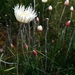 Argentipallium dealbatum - Photo 由 Nick Fitzgerald 所上傳的 (c) Nick Fitzgerald，保留部份權利CC BY-NC