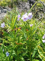 Solanum vescum