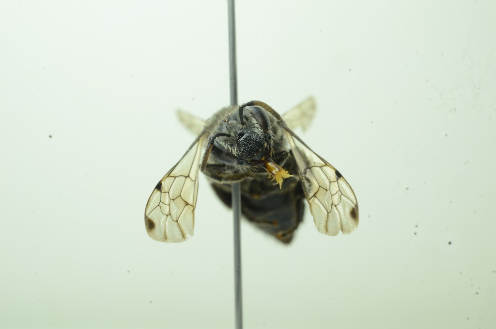 Dot-winged Cellophane Bee