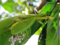 Parastagmatoptera unipunctata