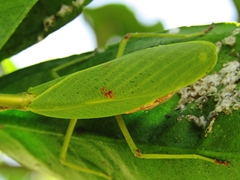 Parastagmatoptera unipunctata